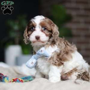 Emmett, Cockapoo Puppy